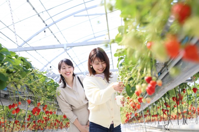 いちご狩り&湯郷温泉日帰りドライブコース